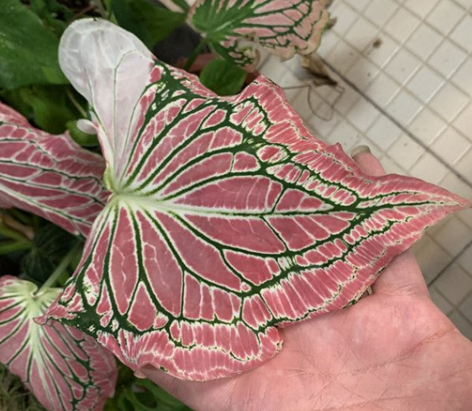 pink symphony caladium leaf