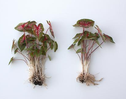 growing caladiums