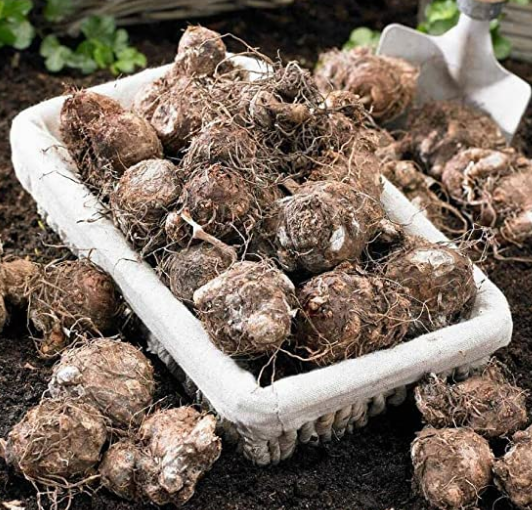 pink symphony caladium bulbs