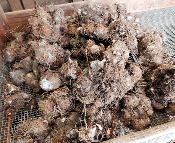 storing pink symphony caladium bulbs