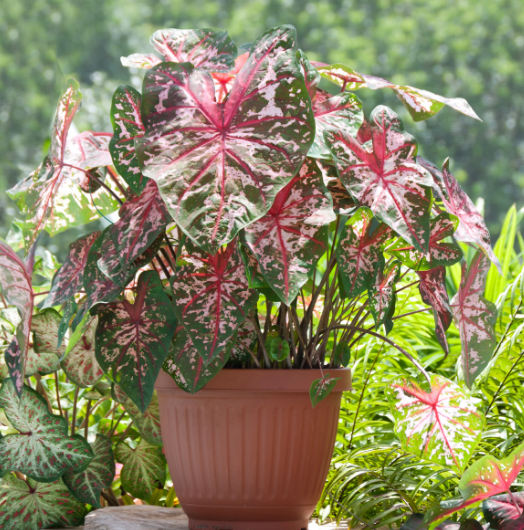 maintaining caladiums