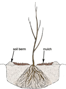 How to Plant Bare Root Trees – mygardenchannel