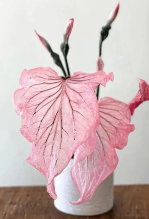 pink princess symphony caladium