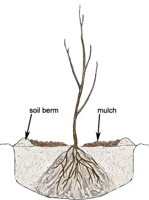 how to plant bare root trees