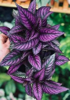 How to Tend to Purple Persian Shield Plant