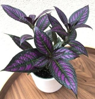 Picture of the persian shield plant