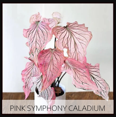 caladium pink symphony