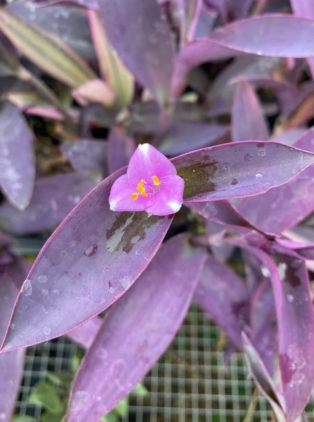 Guide to Purple Heart Cuttings