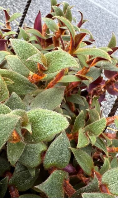 picture of Rare Brown Teddy Bear Tradescantia Vine Cuttings 