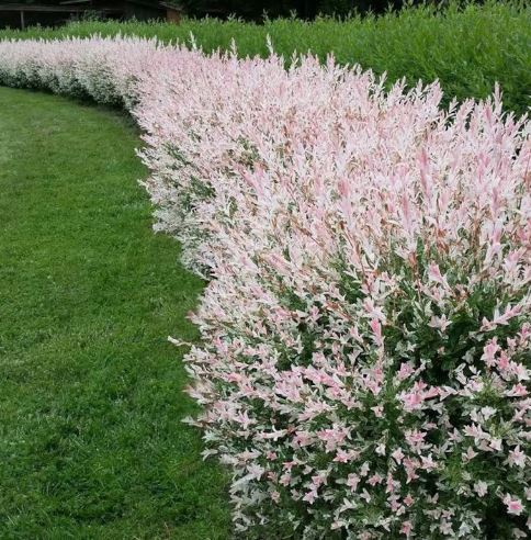 Salix integra ‘Hakuro-Nishiki’ Dappled Willow Tree Bush | Earth 365