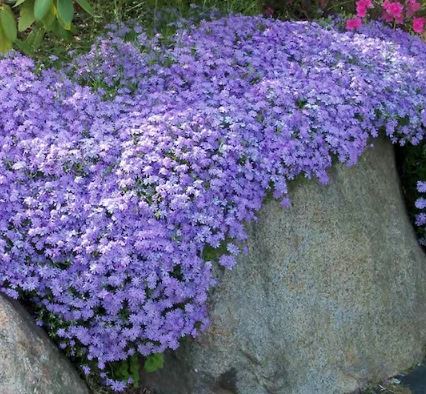 Blue Phlox Ground Cover: Emerald Blue Flower - mygardenchannel