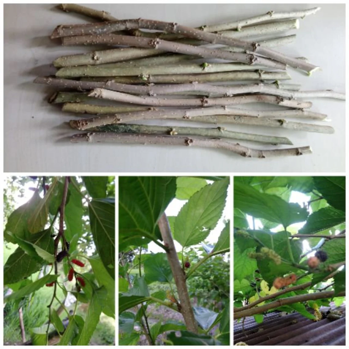 Care Guide for Mulberry Tree Cuttings