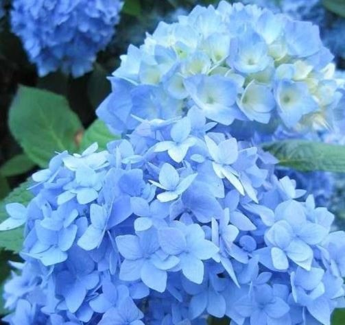 Guide: Hydrangea Nikko Blue Cuttings