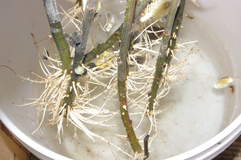Example of cuttings rooting