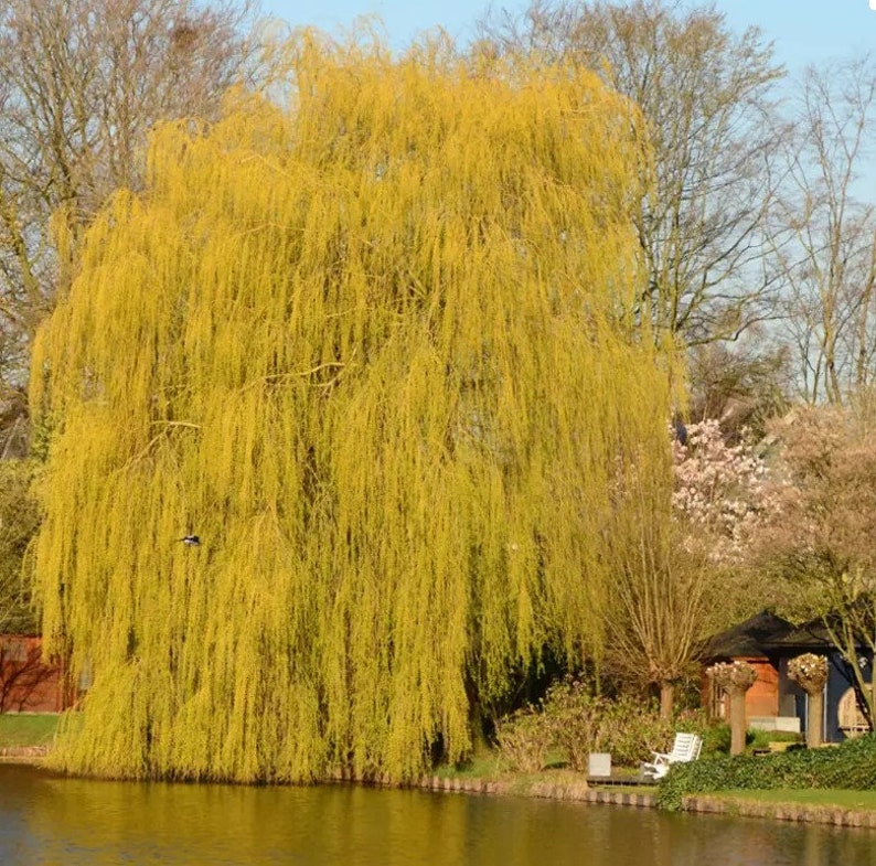 Guide to: Golden Weeping Willow Cuttings