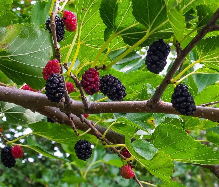 Black Mulberry Tree | Care Guide | Informational |