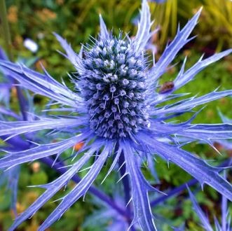 Blue Sea Holly | Guide | Mediterranean Flower |