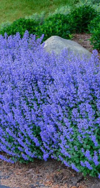 Catmint