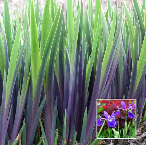 Purple Flame Iris | Care Guide |