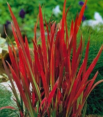 Japanese Blood Grass | Red Baron | Guide | Perennial Grass |