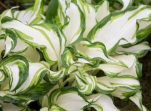 Guide to Hostas Care Guide - mygardenchannel