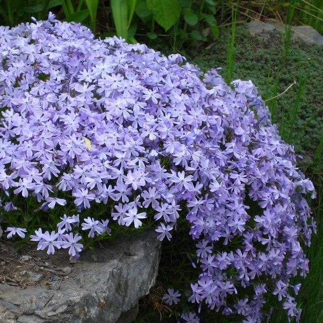 Phlox Guide | Emerald blue | Amazing grace | Silver mound |