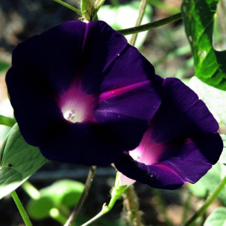 Black Morning Glory Vine 