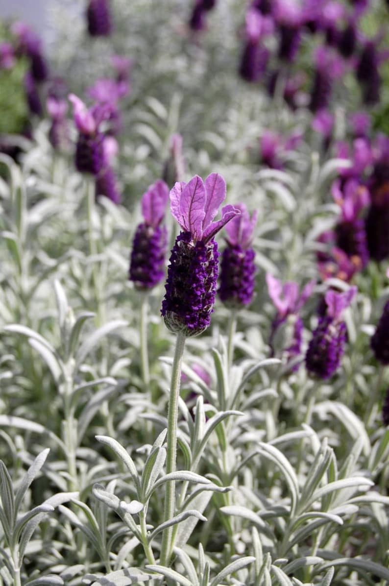 Lavender Silver Anouk | Care Guide |