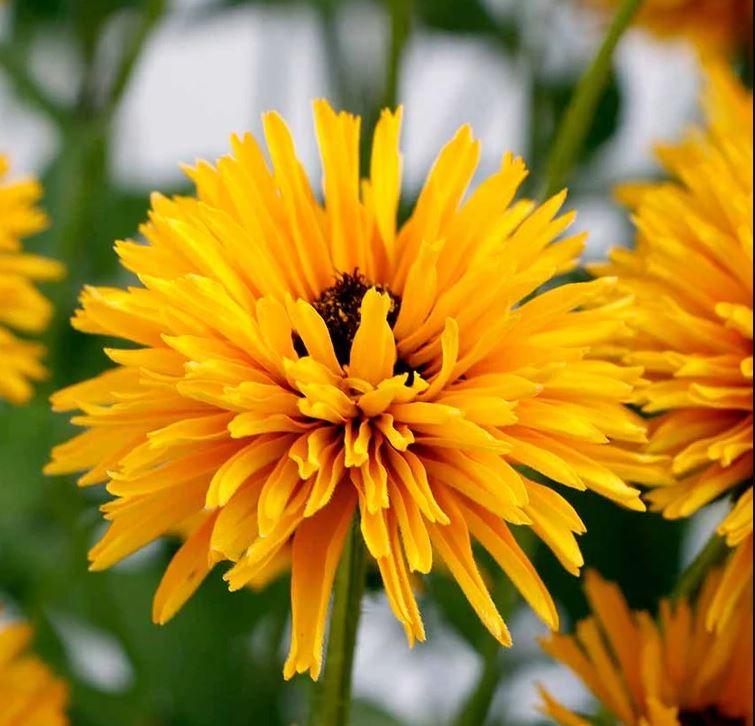 Furry Black Eyed Susan