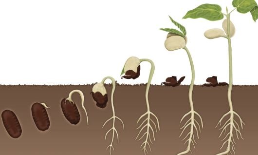 What is Germination? | Germination Guide |