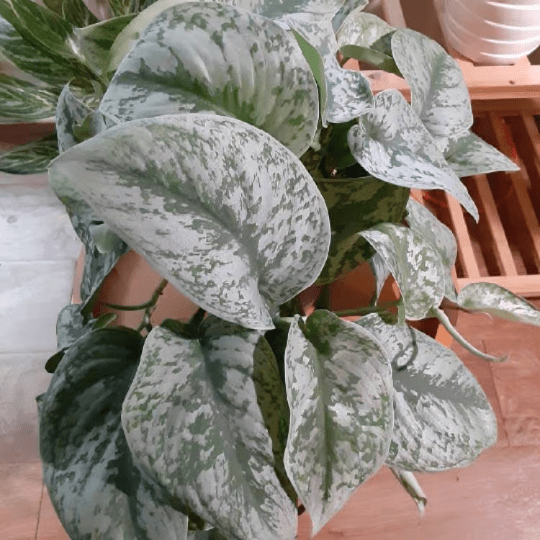 Silver Satin Pothos ( Scindapsus Pictus ' Exotica ' )