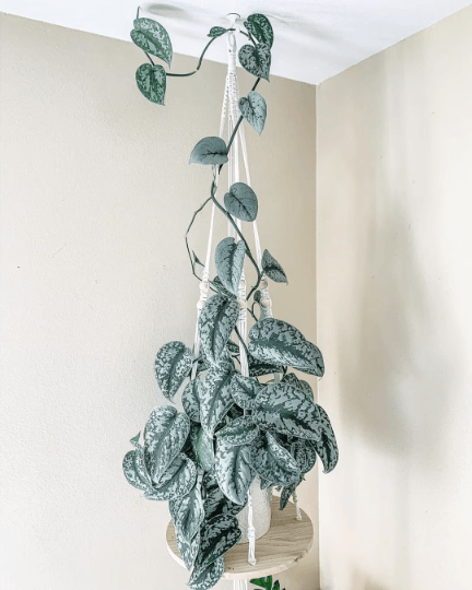 silver exotica pothos