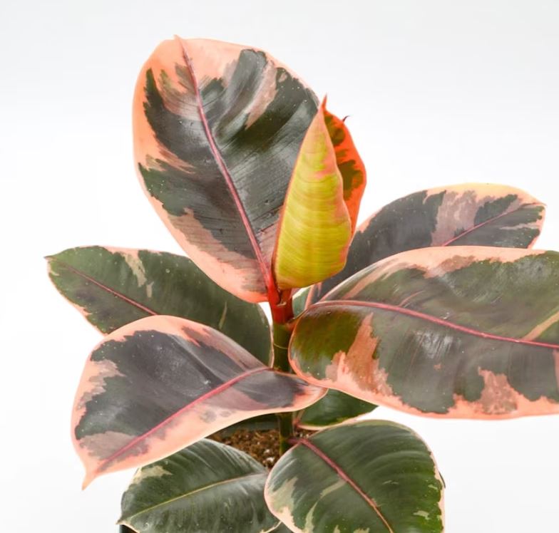 Strawberry Variegated Rubber Tree | Ficus elastica variegated ‘Tineke’ | Guide |