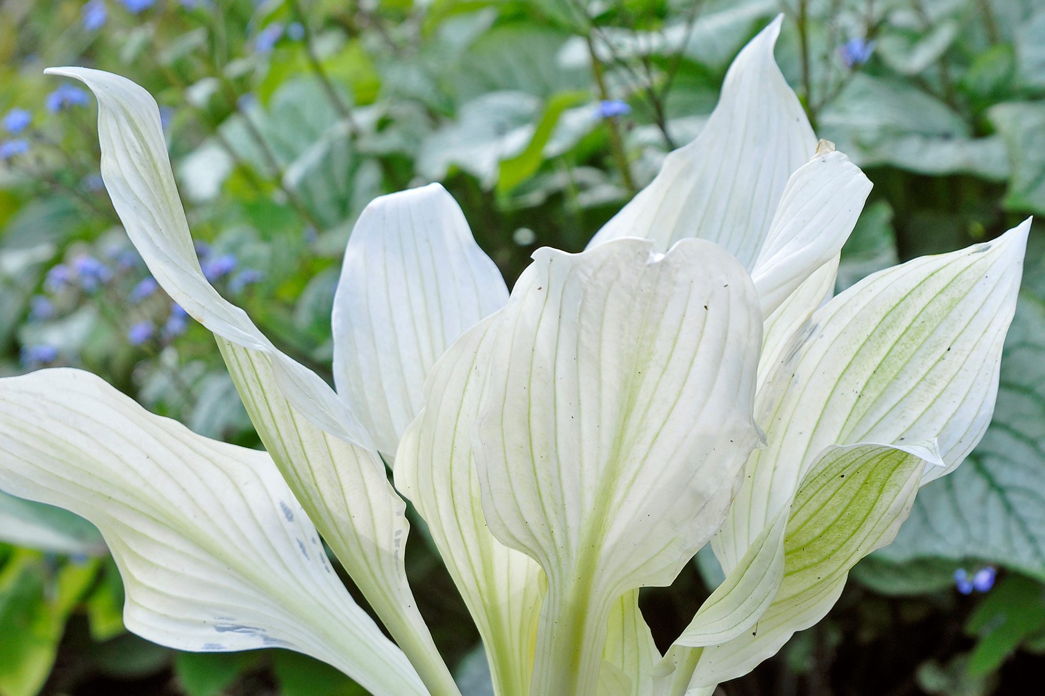 The White Feather Hosta: A Majestic Elegance in the World of Horticulture