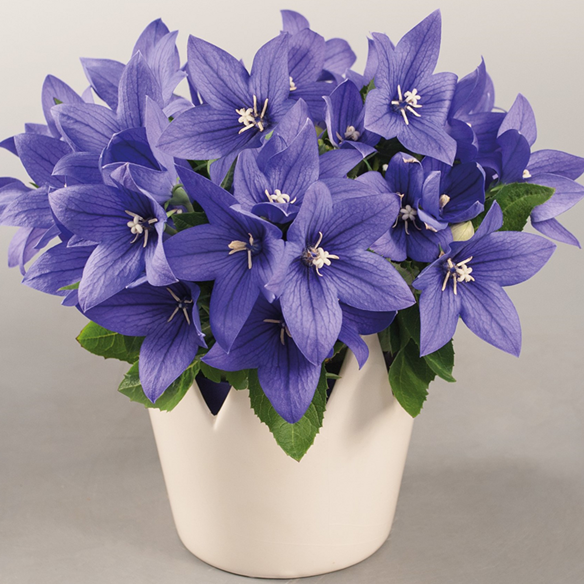Blue Balloon Flowers Platycodon: Captivating Blooms and Endearing Charm