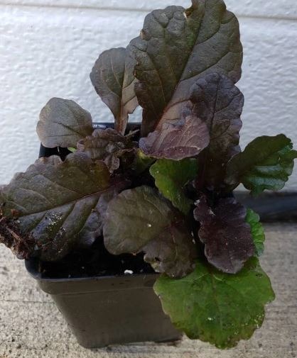 ajuga black scallop plant