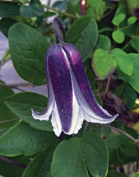 Blue Bell Clematis Vines: A Delightful Addition to Any Garden