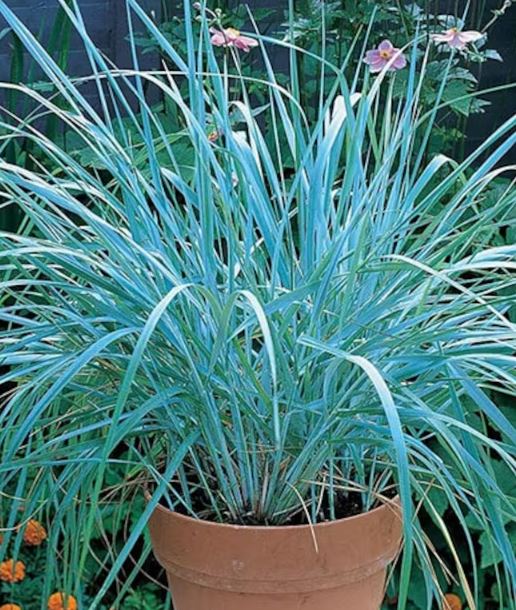 Discover the Beauty of Blue Dune Leymus | Grass | Guide |