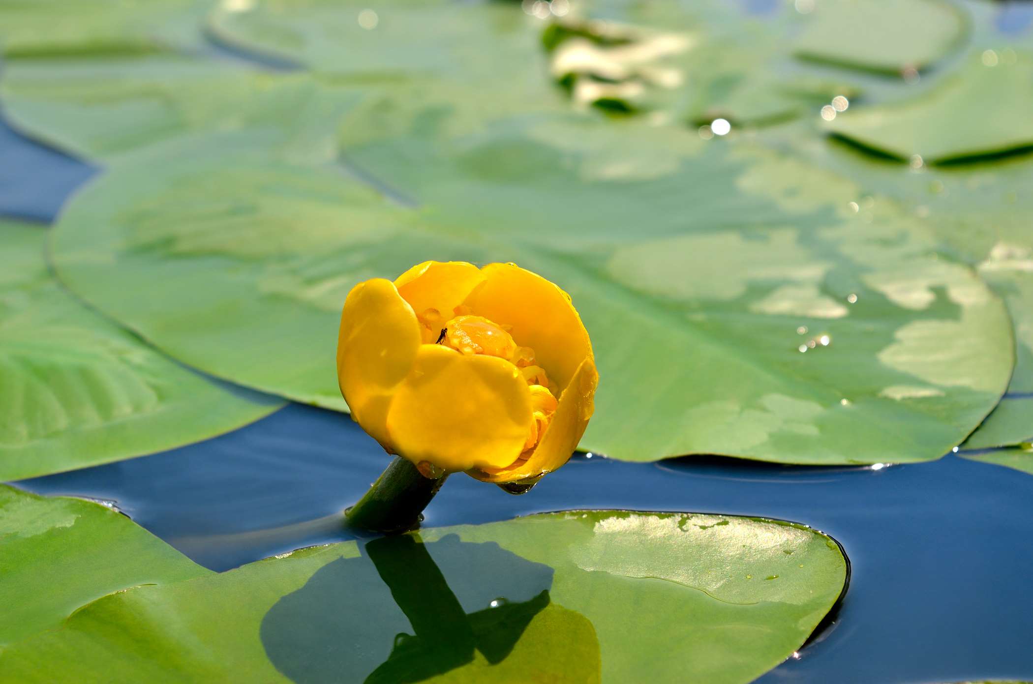 The Yellow Water Lily Spadderdock: A Radiant Beauty of Aquatic Ecosystems