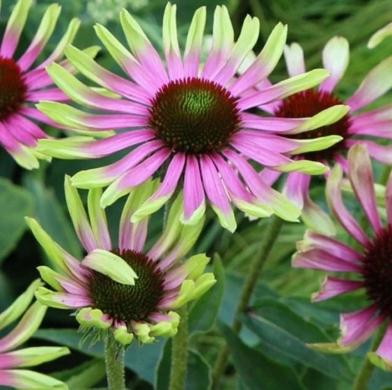 Echinacea Green Twister: A Striking Twist on a Time-Honored Medicinal Plant