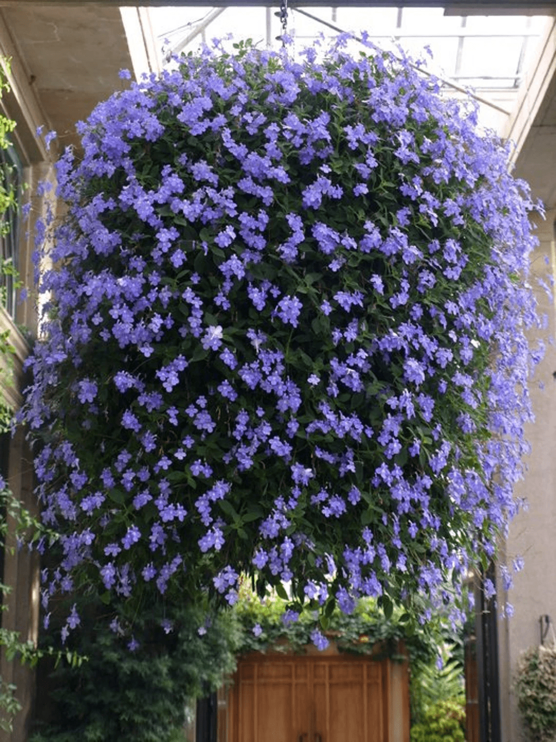 Violet Blue Cape Primrose Streptocarpus