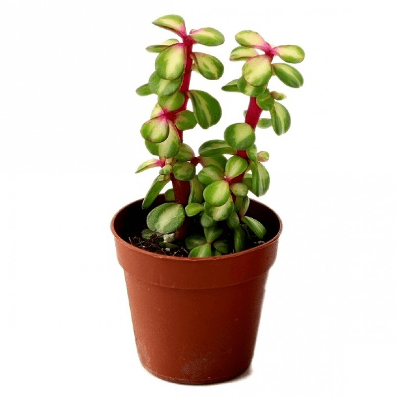 A Delightful Houseplant for Every Enthusiast – mygardenchannel