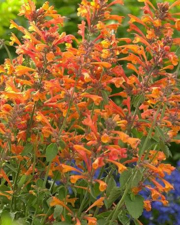 Mango Butterfly Bush: A Colorful Addition to Your Garden