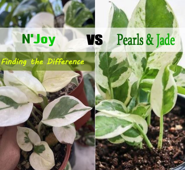 N’Joy vs Pearls & Jade, Are They the Same? | Pothos |