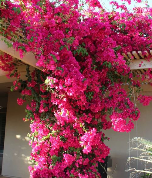 The Beauty of the Pink Bougainvillea Vine
