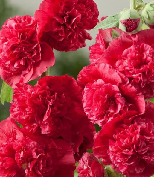 Red Double Hollyhock: A Stunning Blooming Beauty | Guide | Alcea rosea |