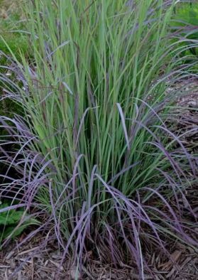 The Twilight Zone Grass: A Mystical Encounter with Nature