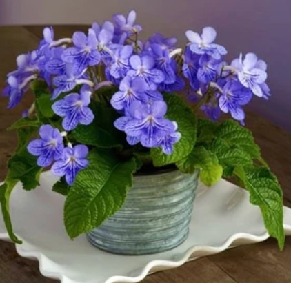 Violet Blue Cape Primrose Streptocarpus – mygardenchannel