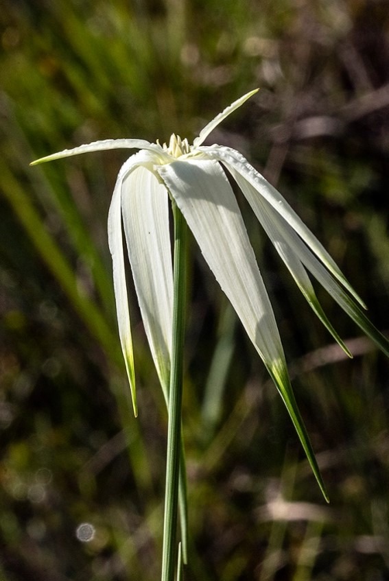 Rhynchospora colorata: White Top Sedge aka Starrush Whitetop