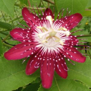 Lady Margaret Passion Flower
